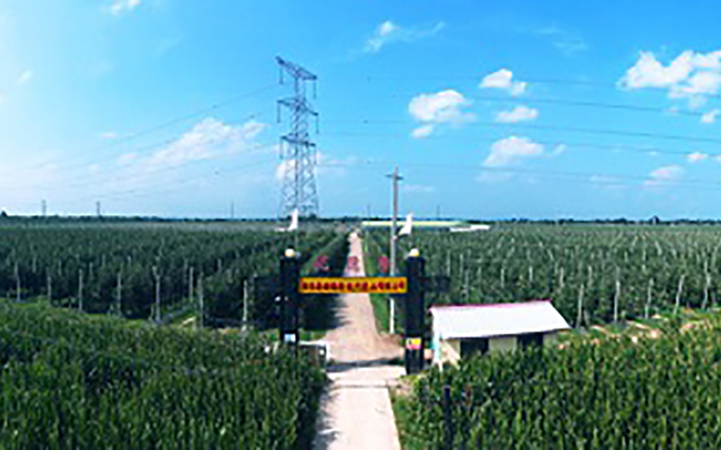 靈臺(tái)優(yōu)德隆農(nóng)業(yè)公司1300畝果園安防監(jiān)控、網(wǎng)絡(luò)機(jī)房案例